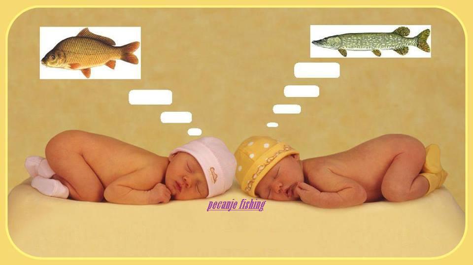 fish - 474064877240713109681609211867n.jpg